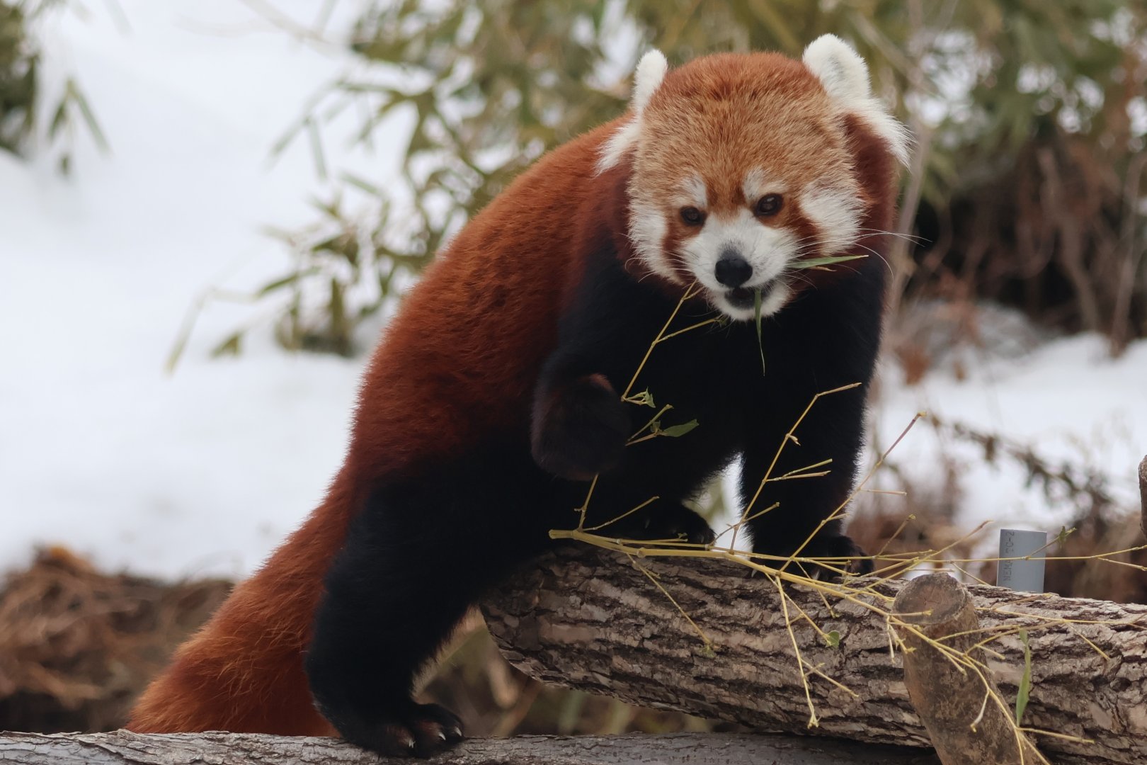 Red Panda