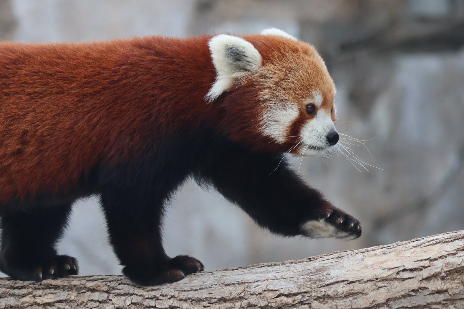 Red Panda