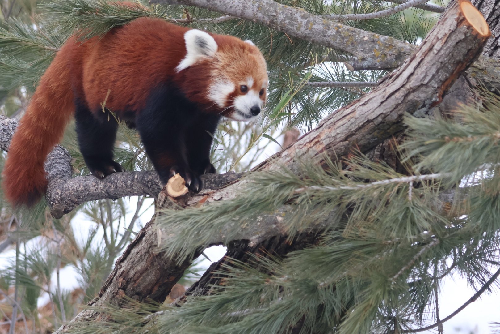 Red Panda