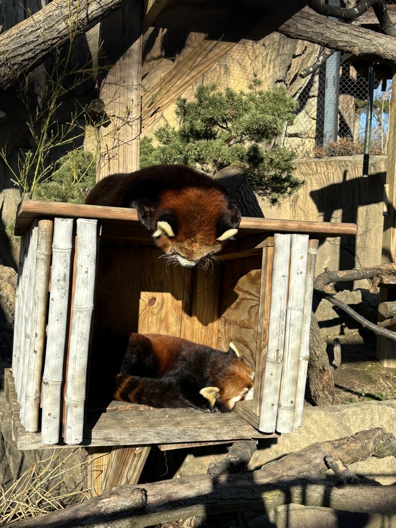 Red Panda