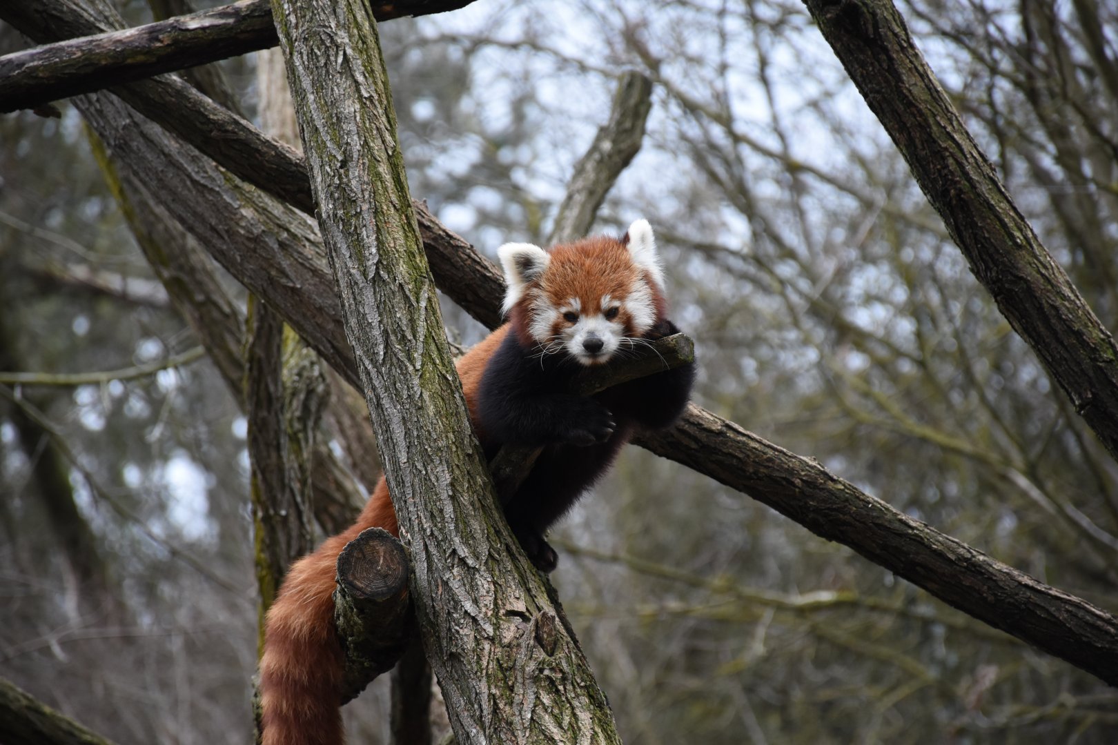 Red panda