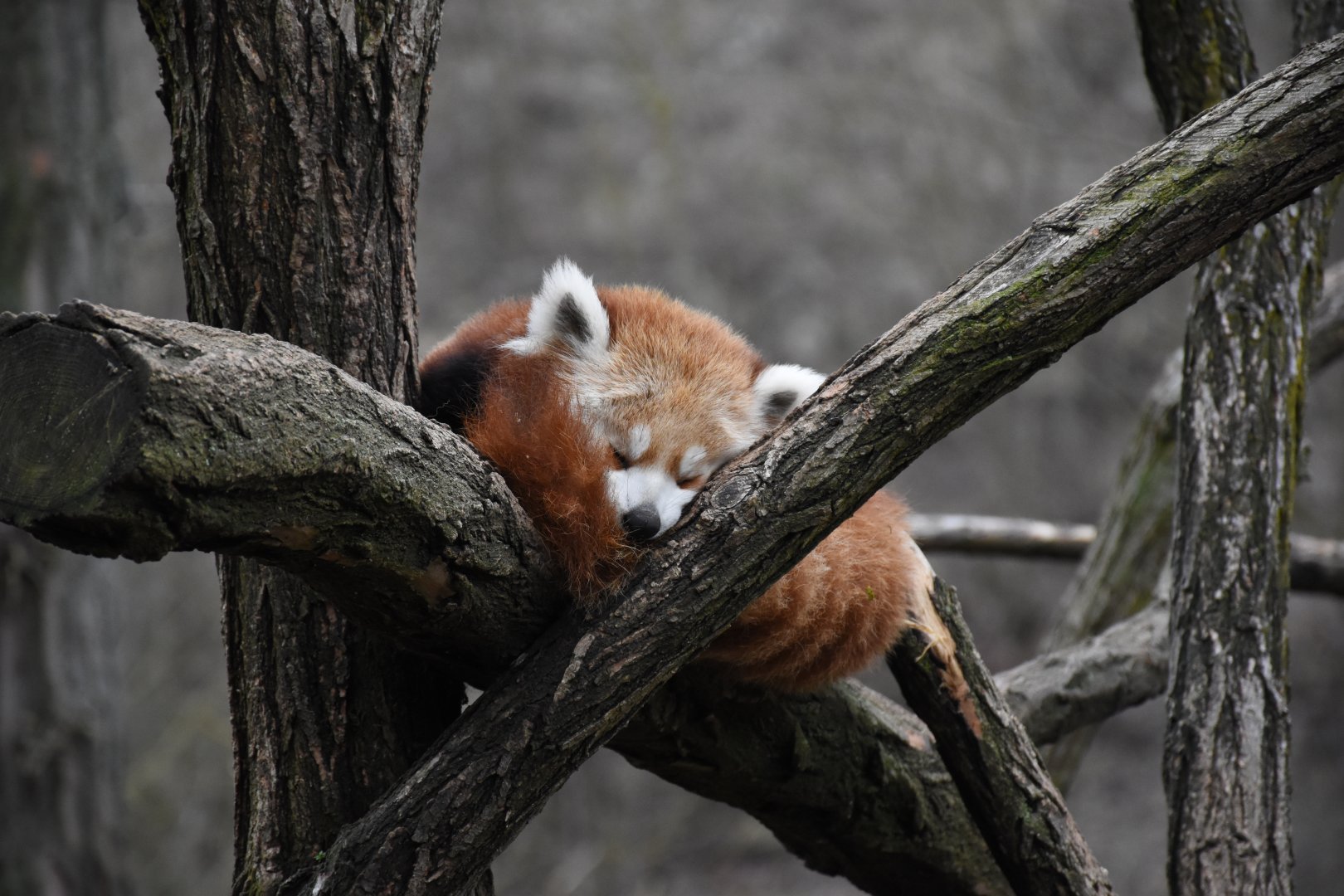 Red panda