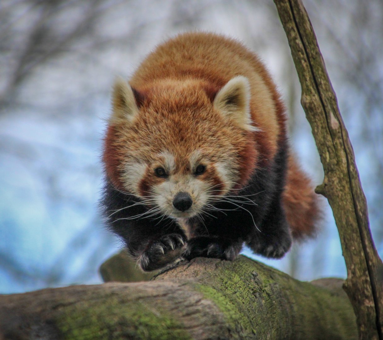 Red Panda