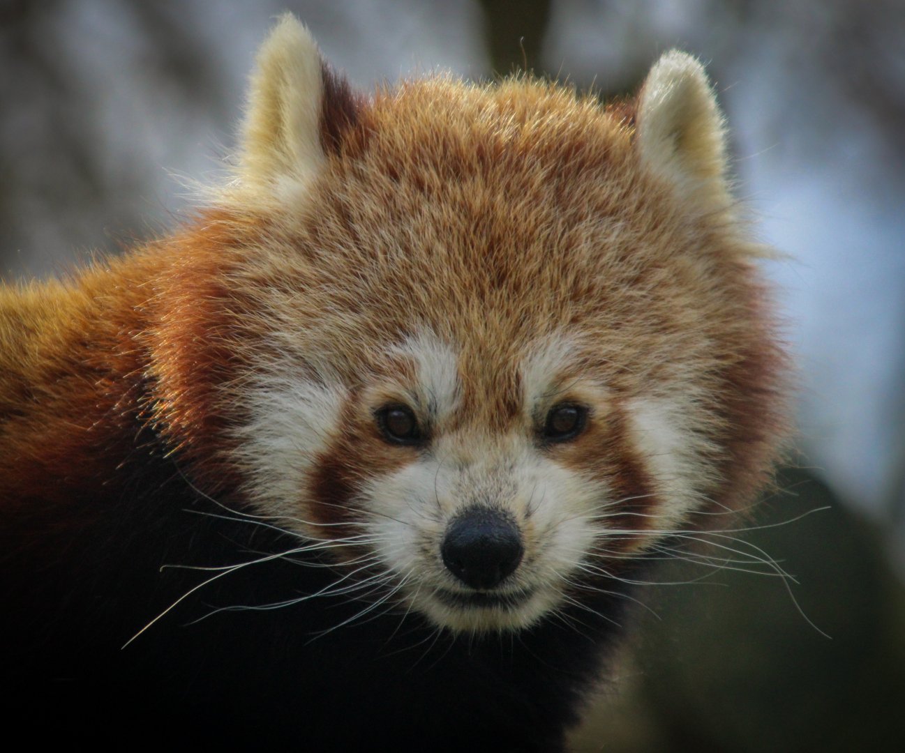 Red Panda