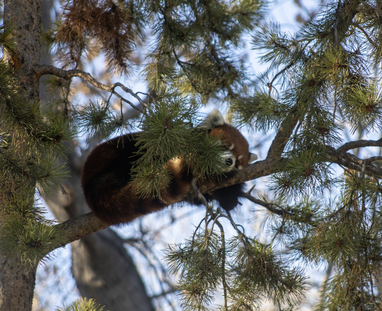 Red Panda