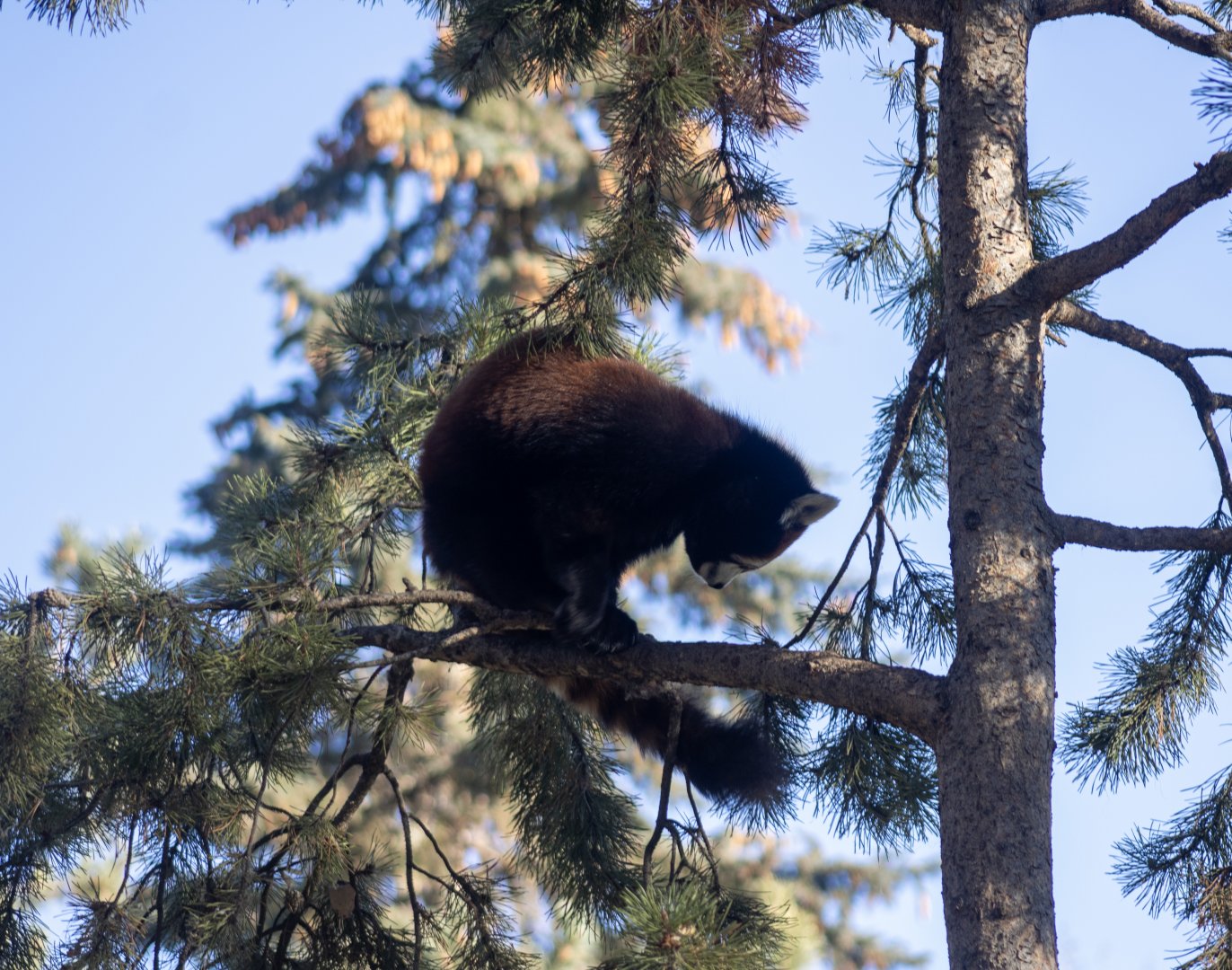Red Panda