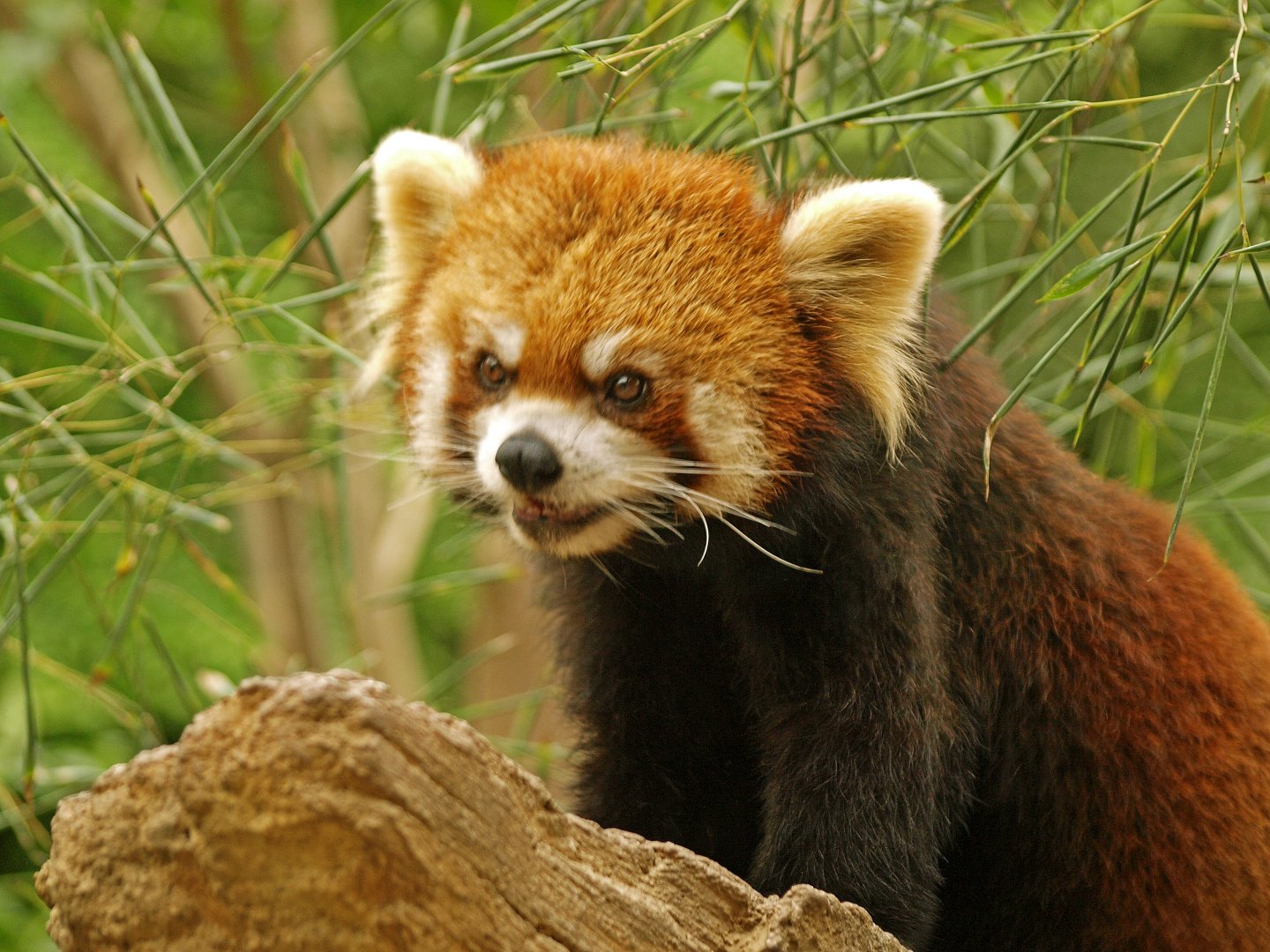 Red panda