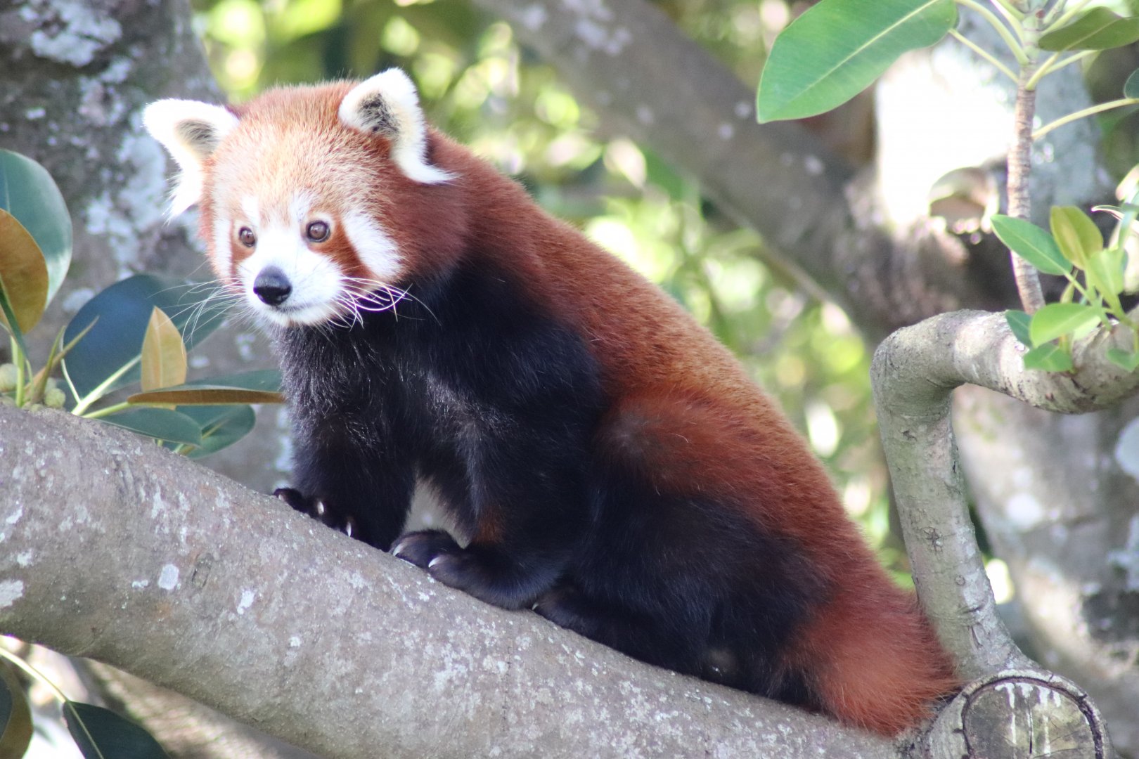 Red Panda