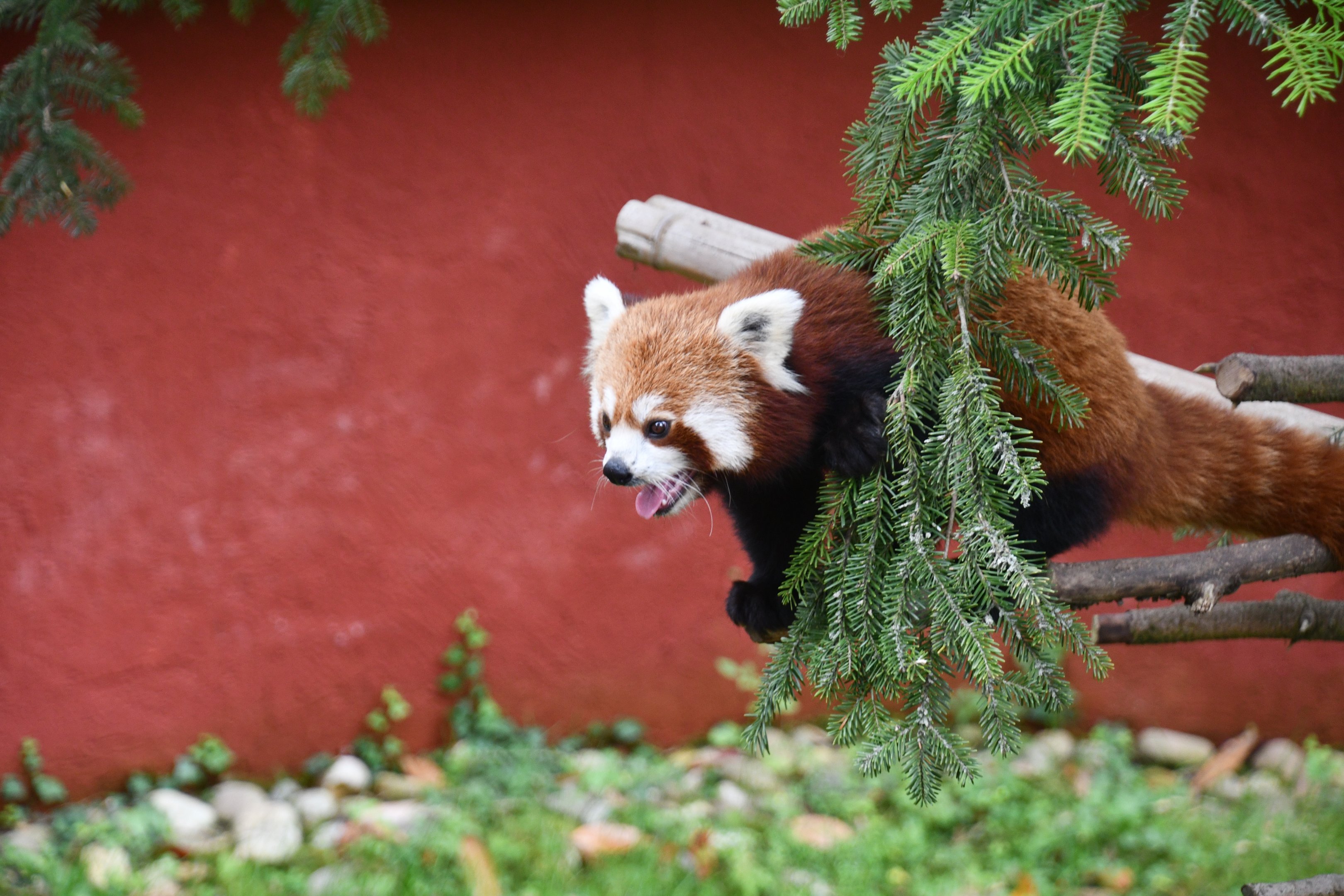 Red Panda