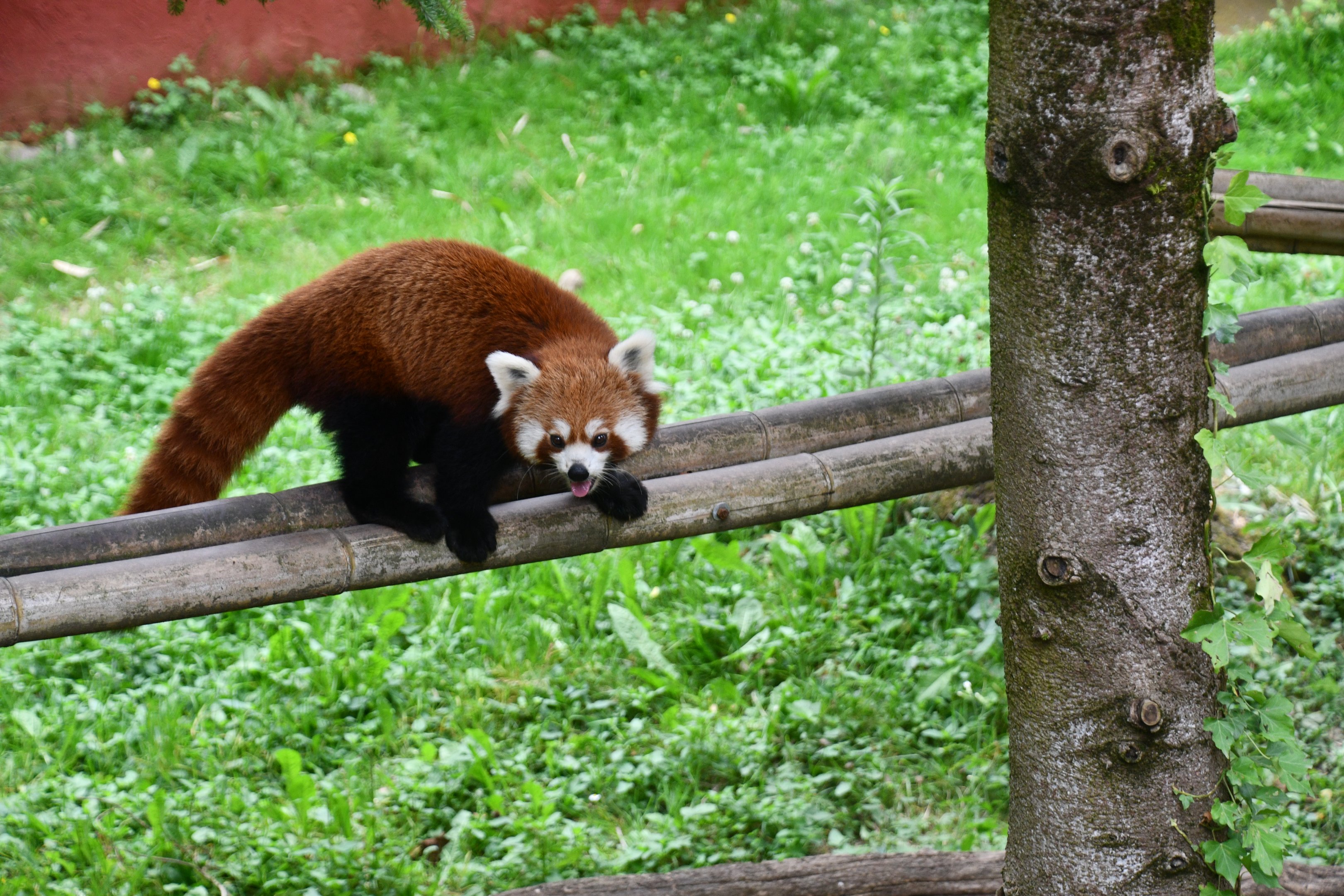 Red Panda
