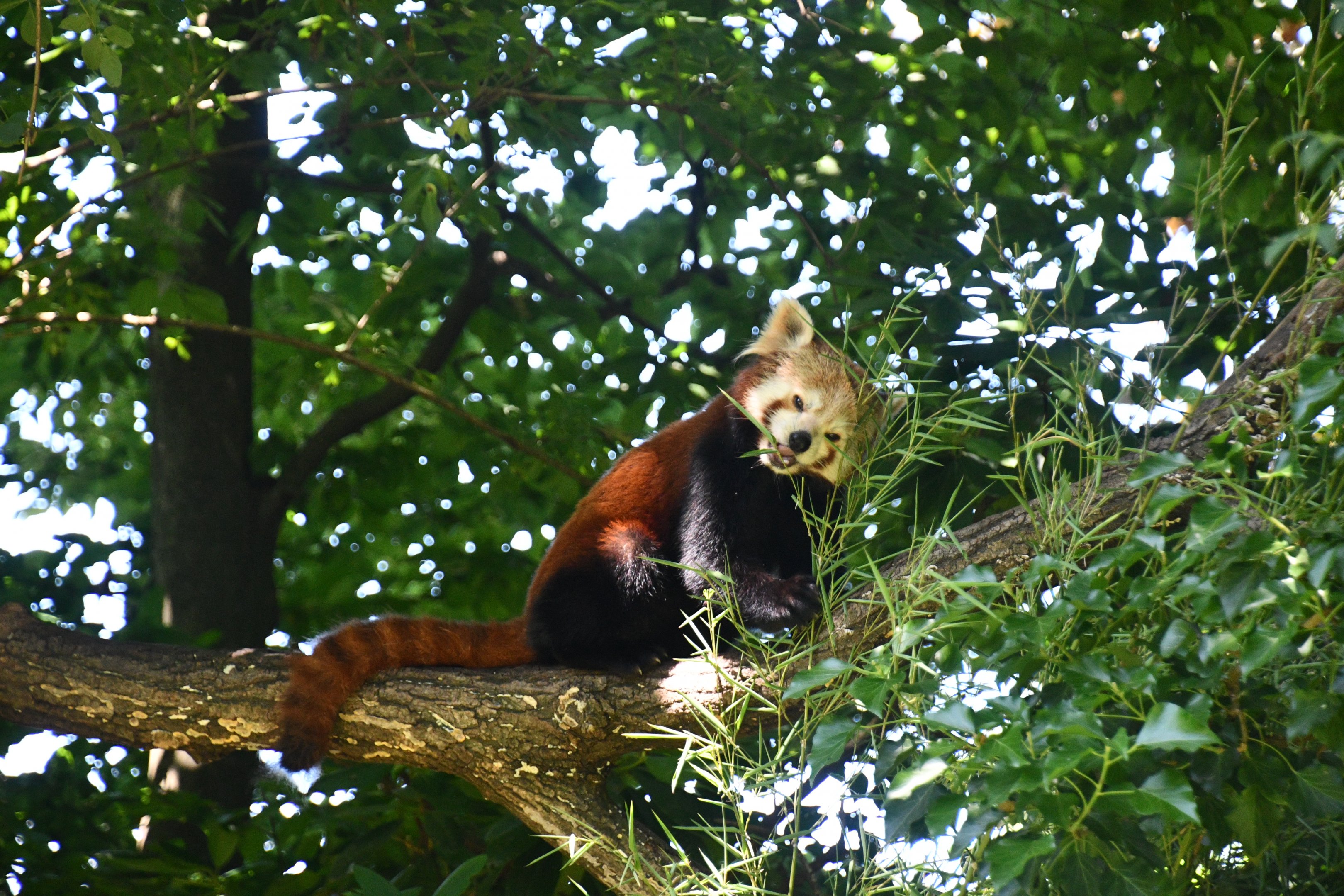 Red Panda
