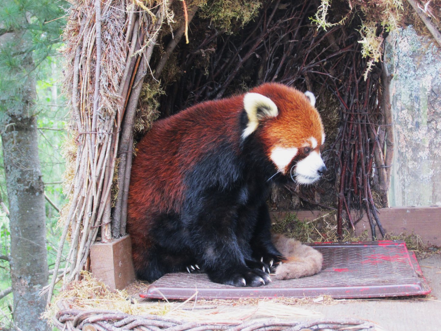 Red panda