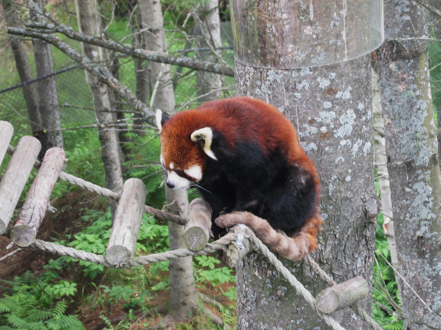 Red panda