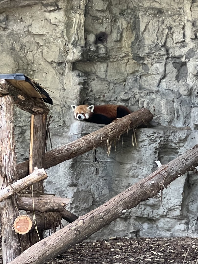 Red Panda