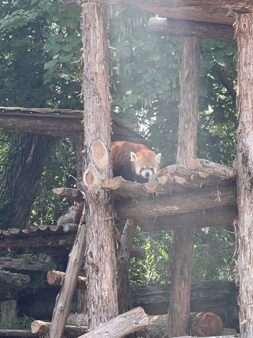 Red Panda