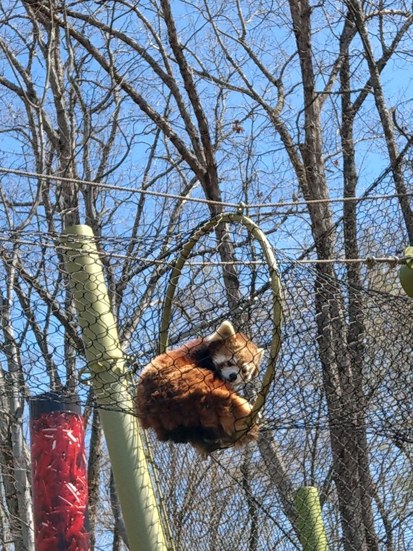 Red Panda
