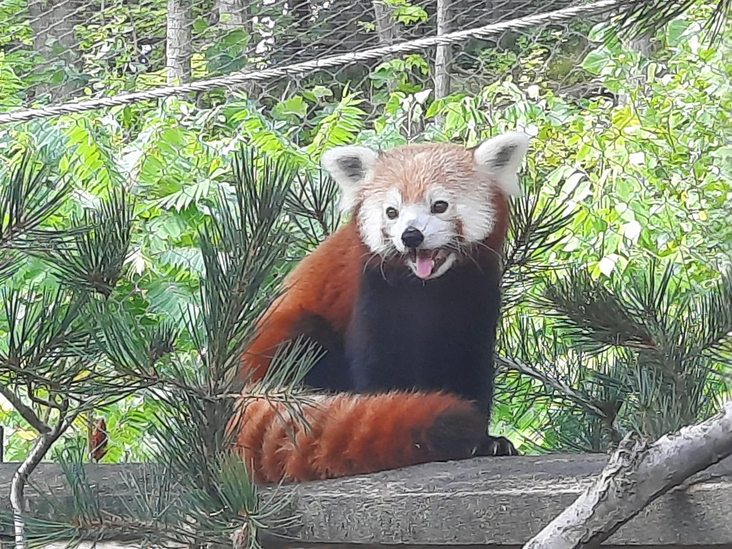Red Panda