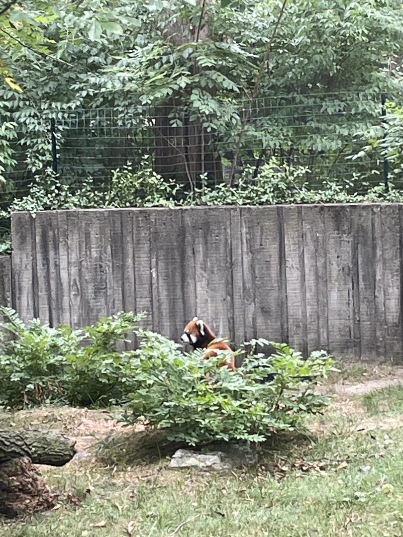 Red Panda