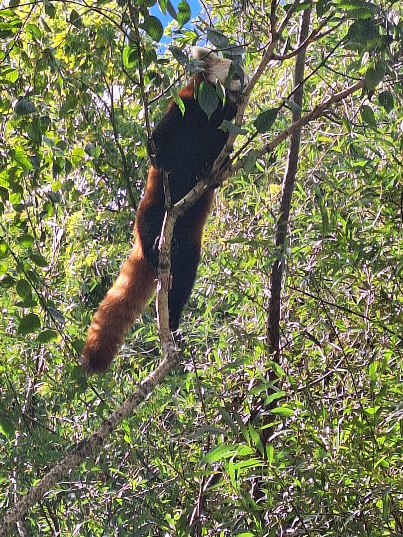 Red Panda
