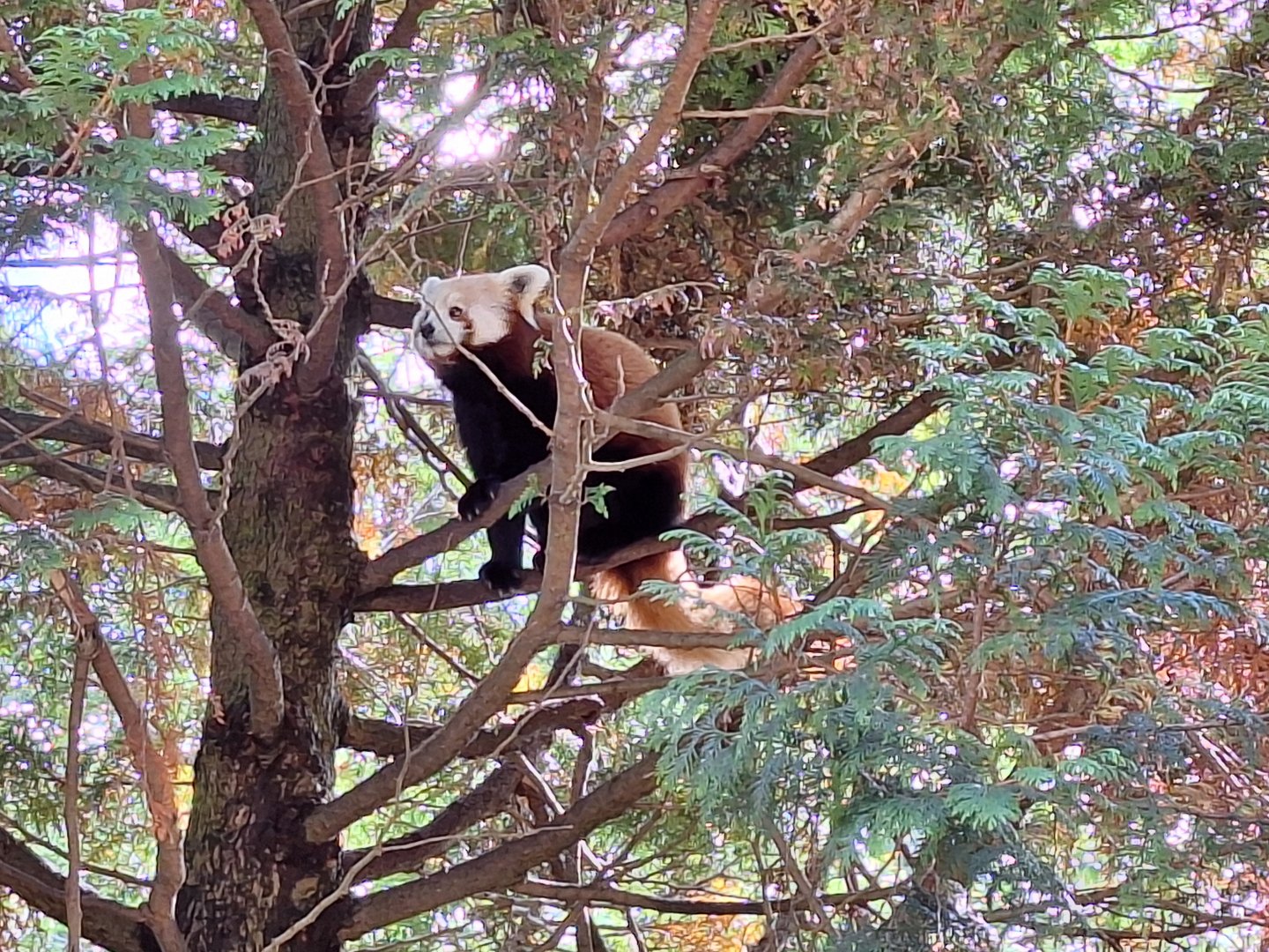 Red Panda