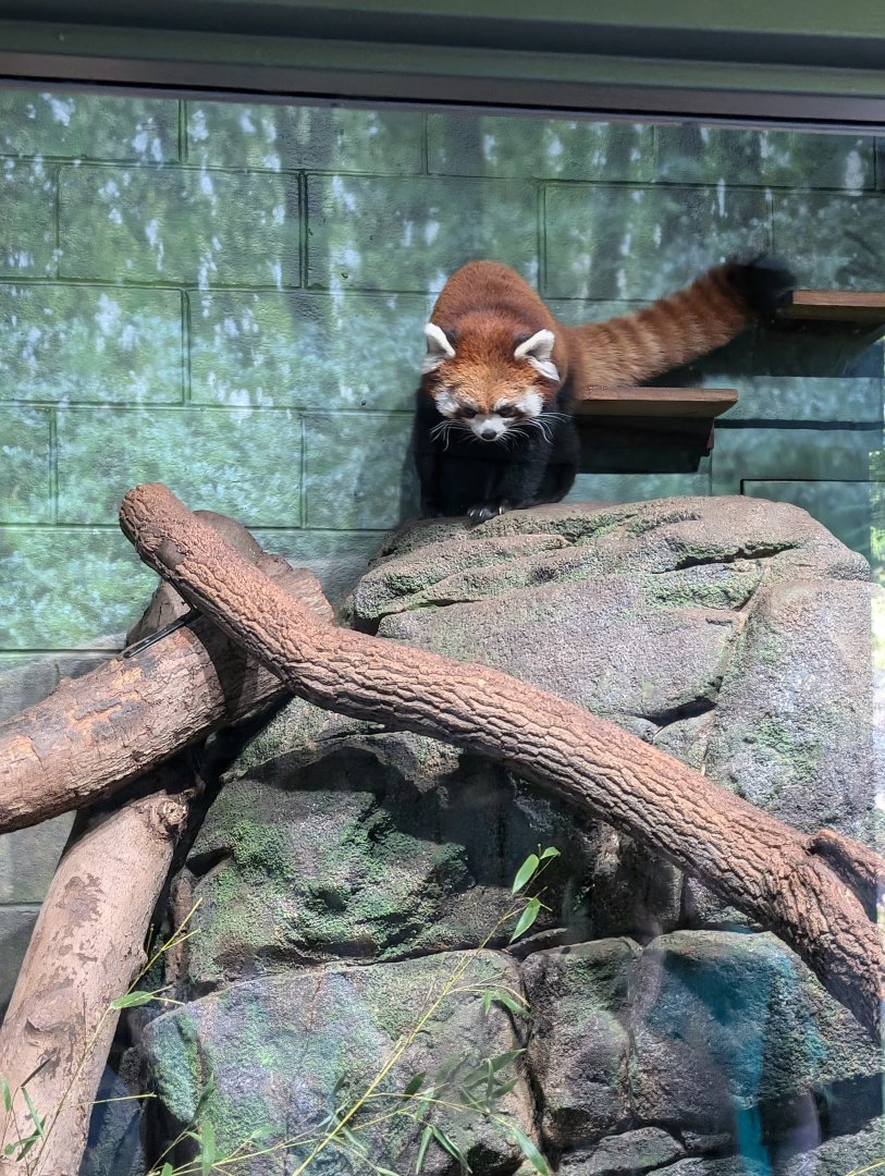 Red Panda