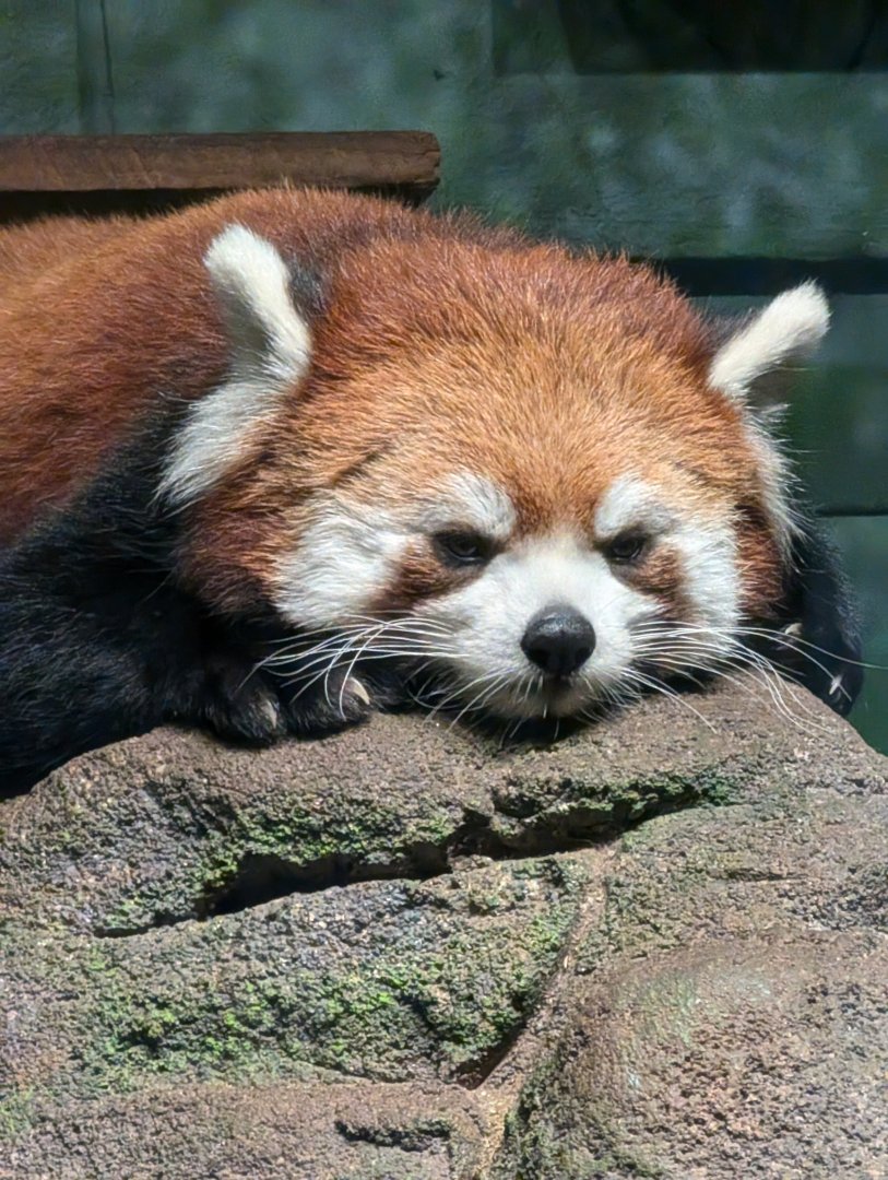 Red Panda