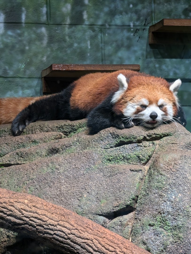 Red Panda