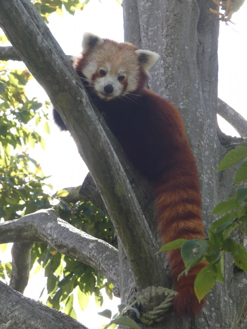 Red panda