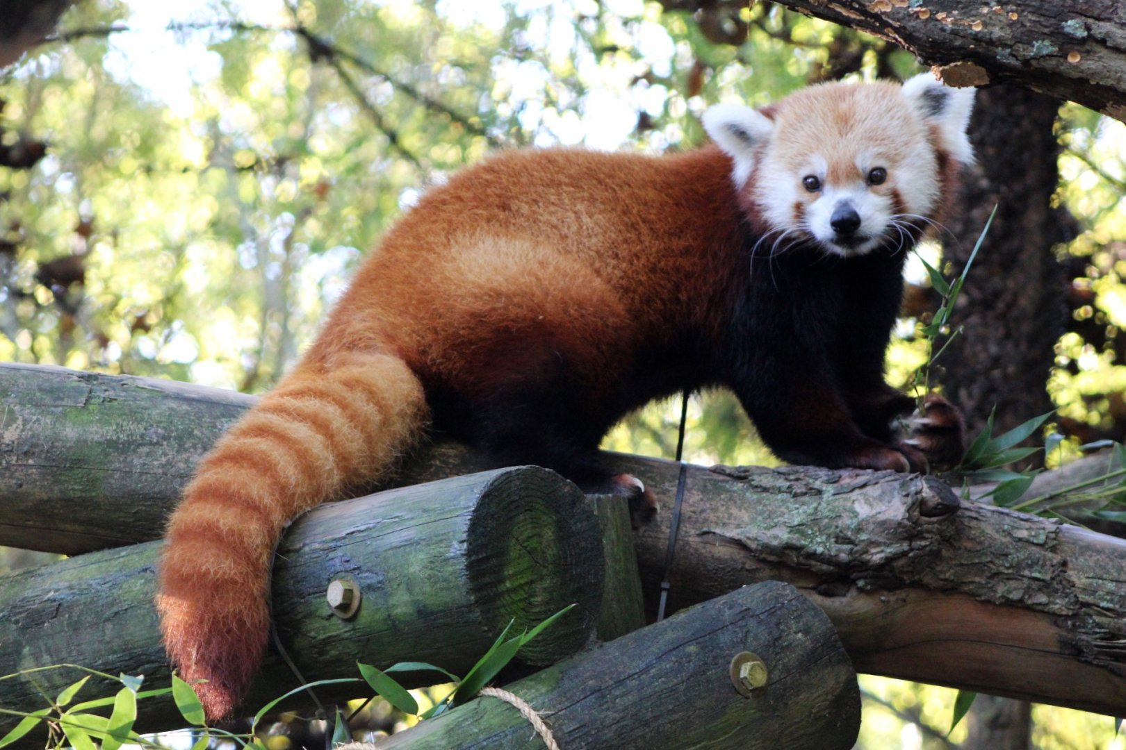 Red Panda