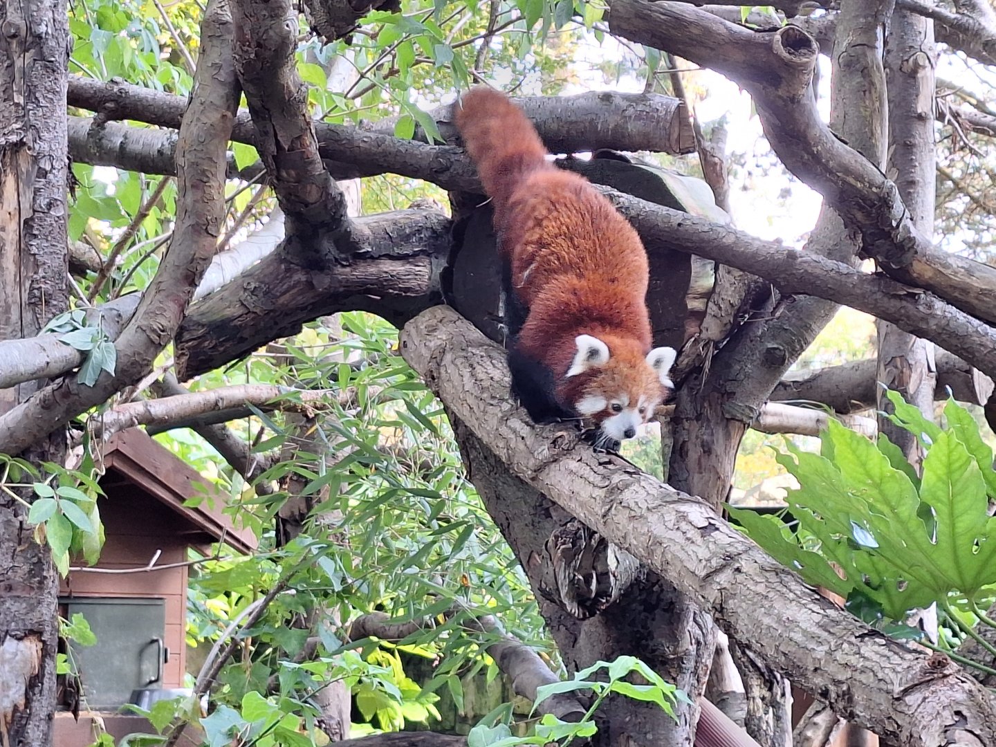 Red Panda