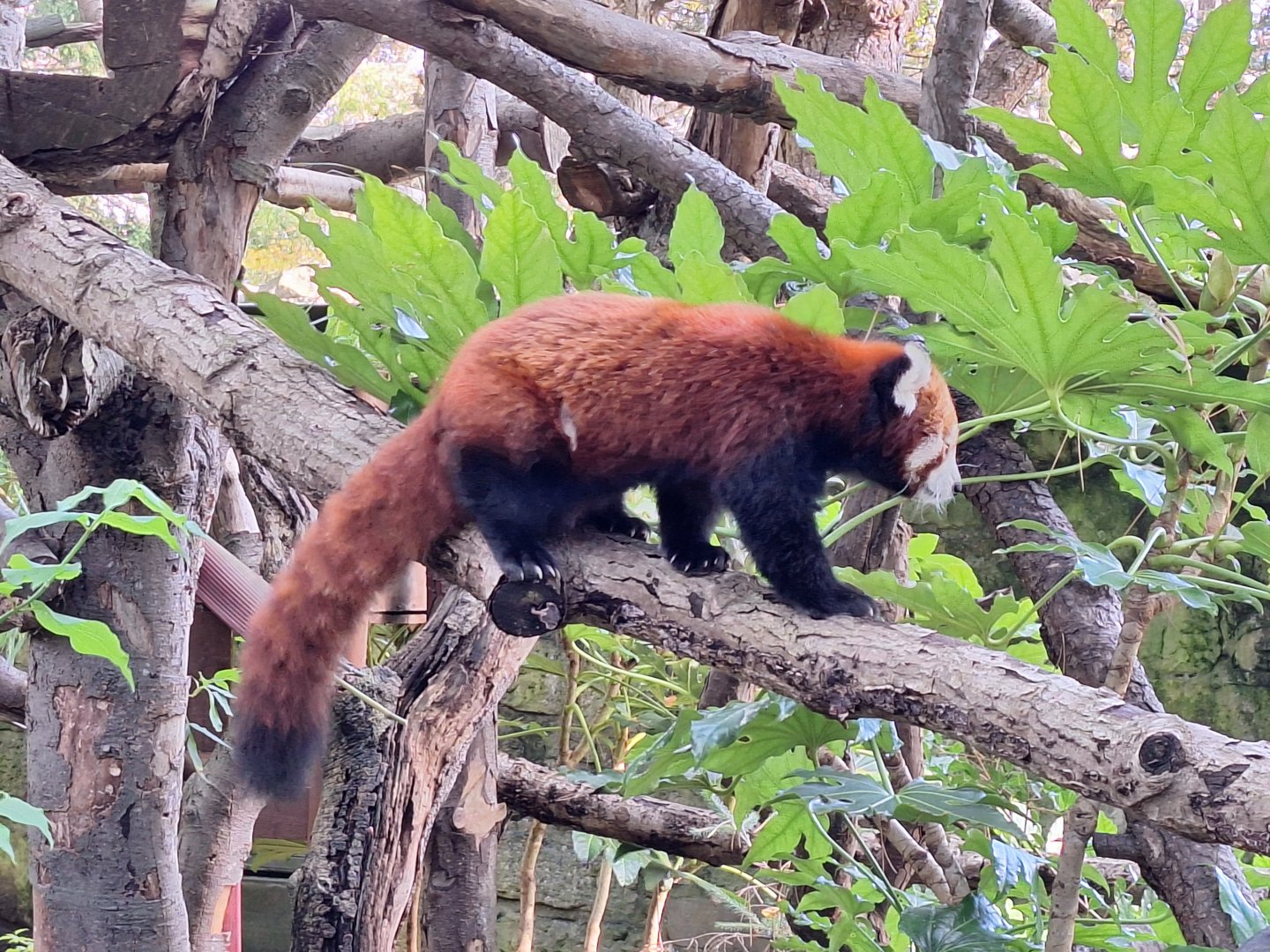 Red Panda