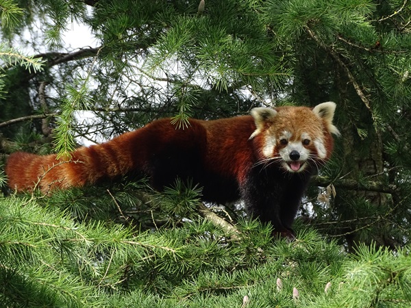 Red panda