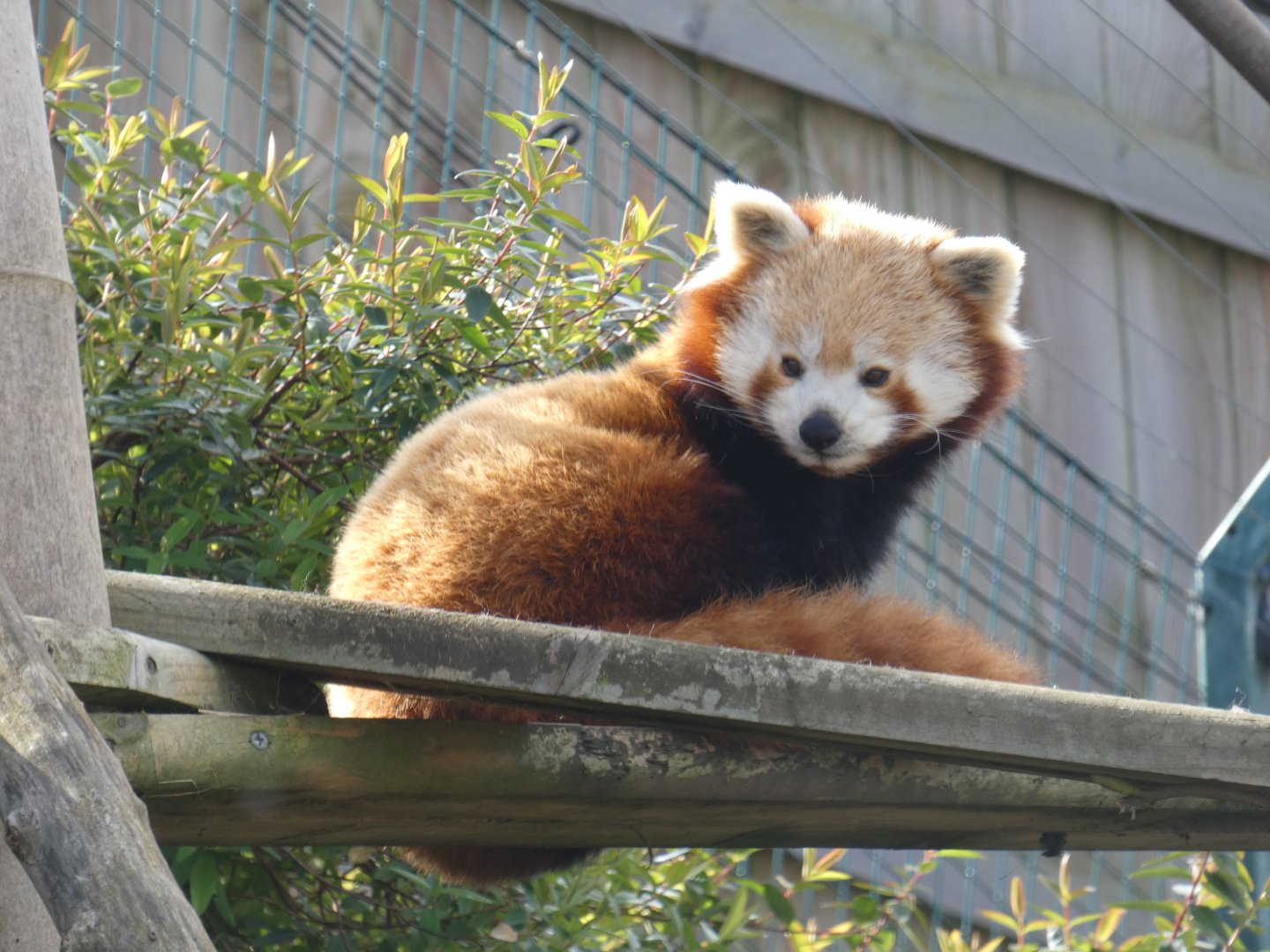 Red panda
