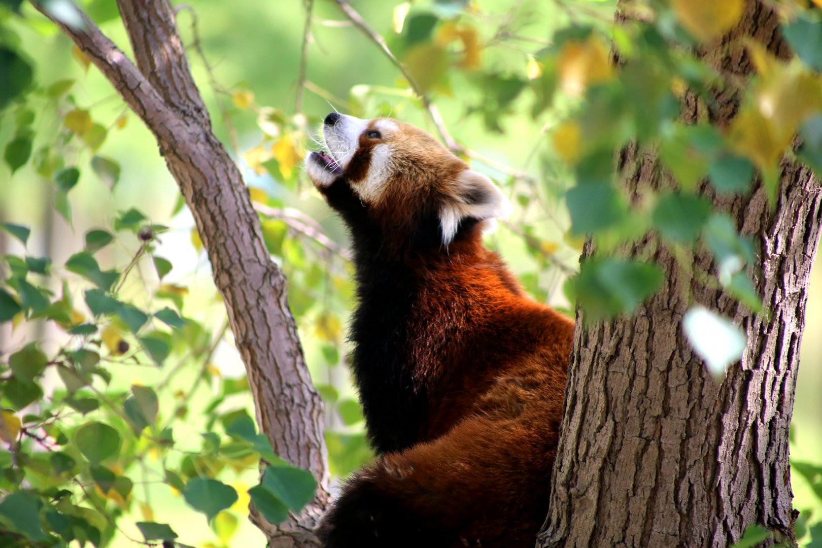 Red Panda