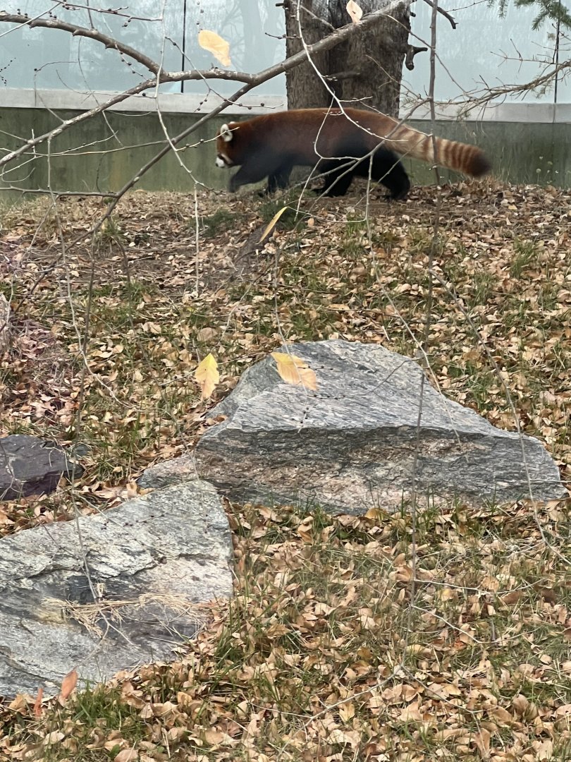 Red Panda
