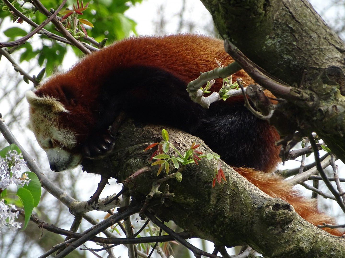 Red panda