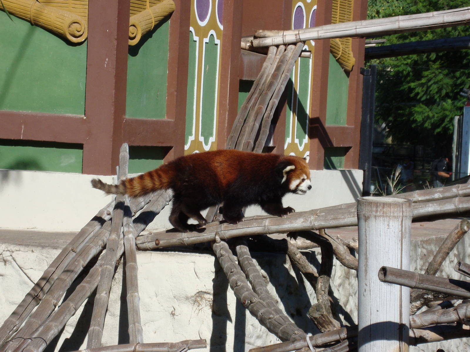 Red panda