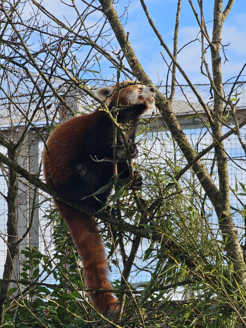 Red Panda