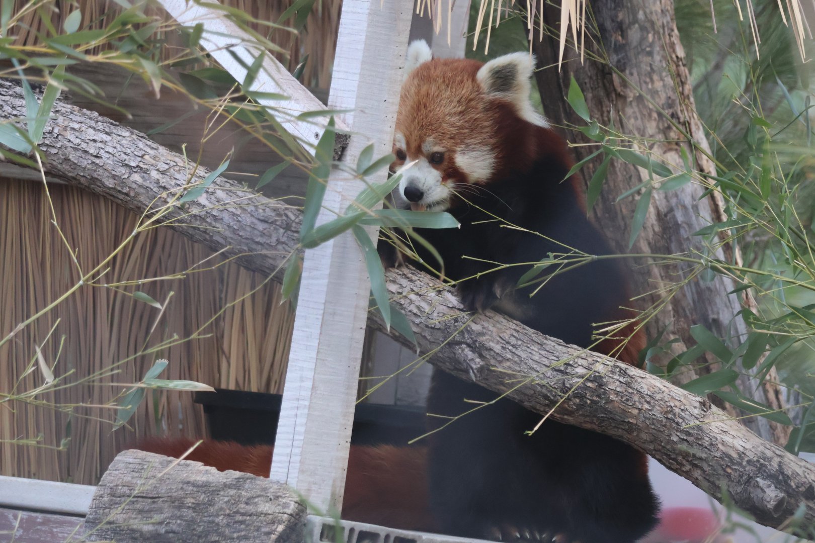 Red Panda
