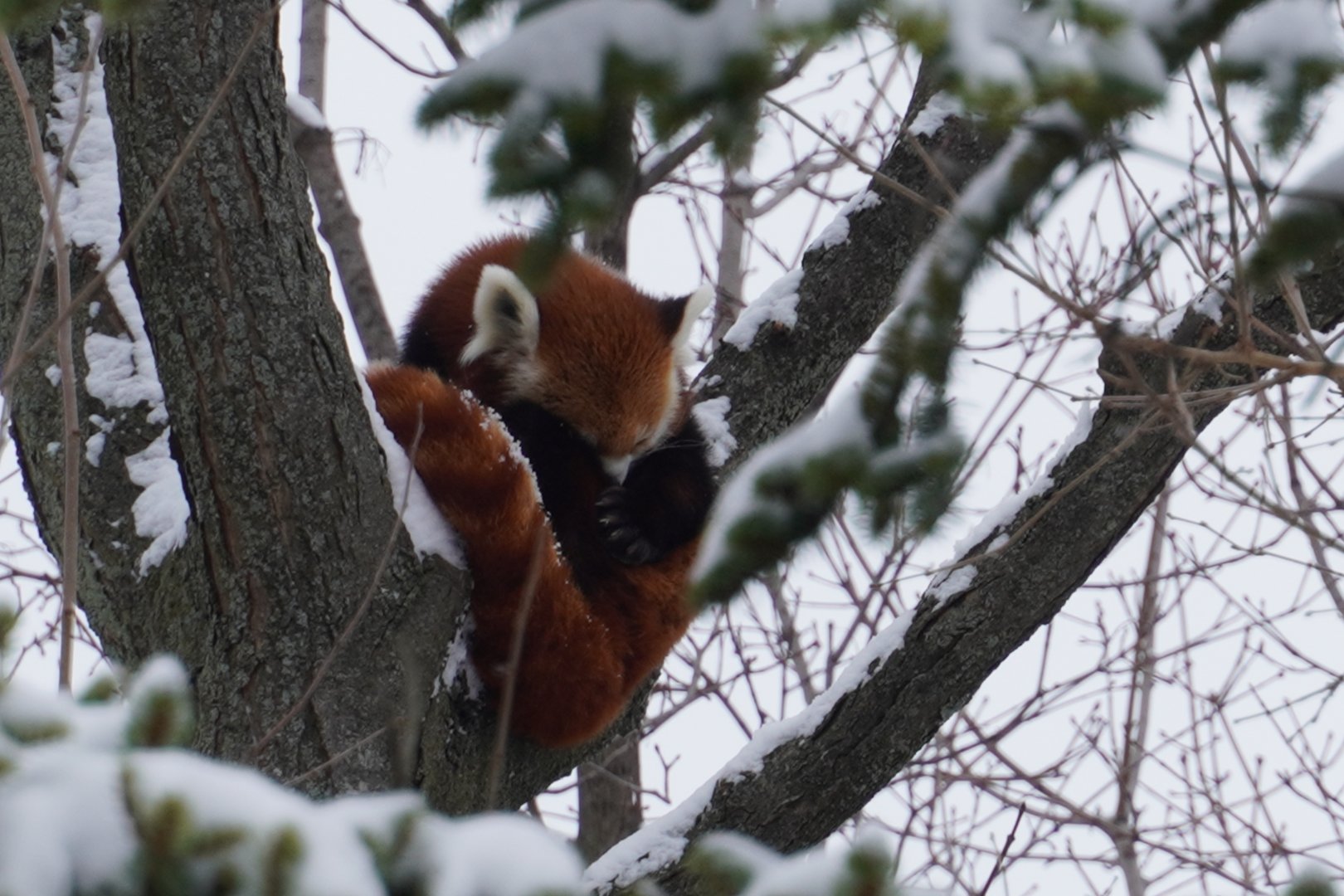 Red Panda