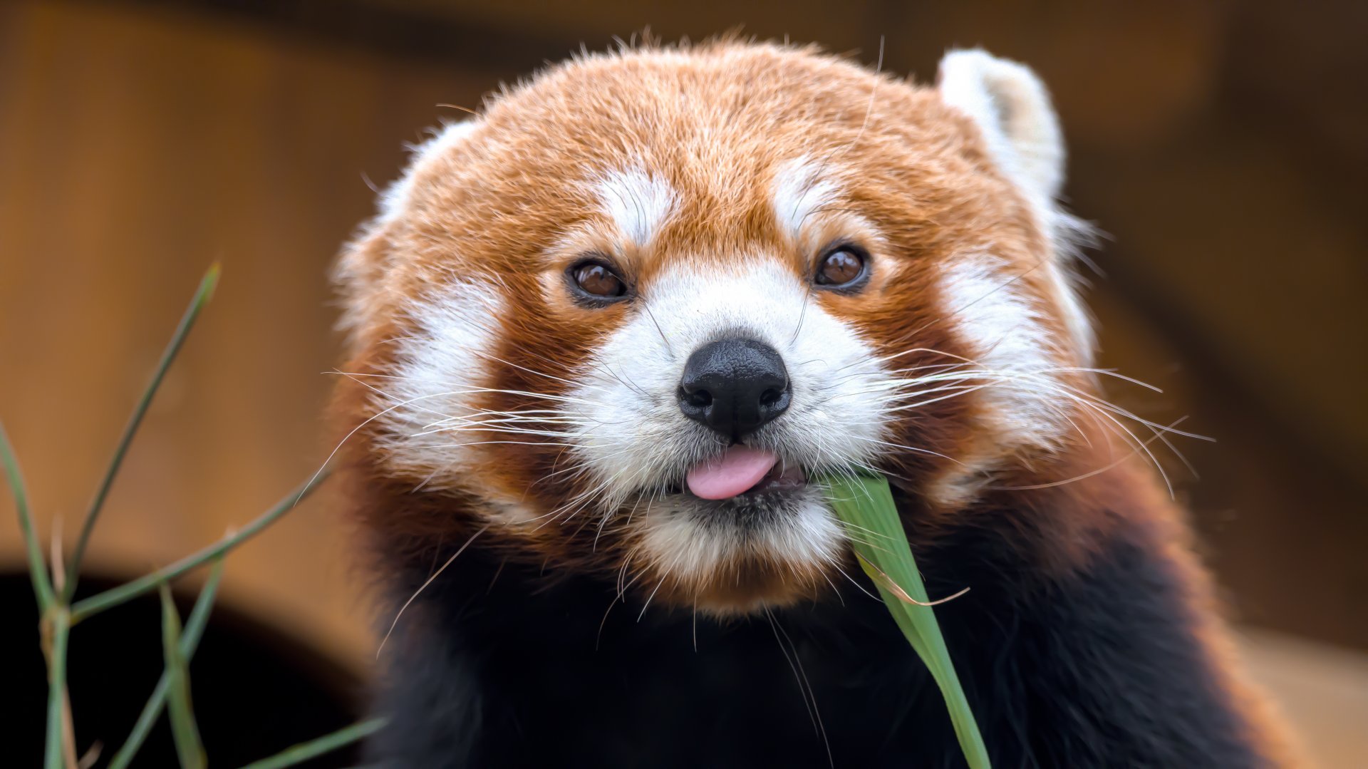 Red panda