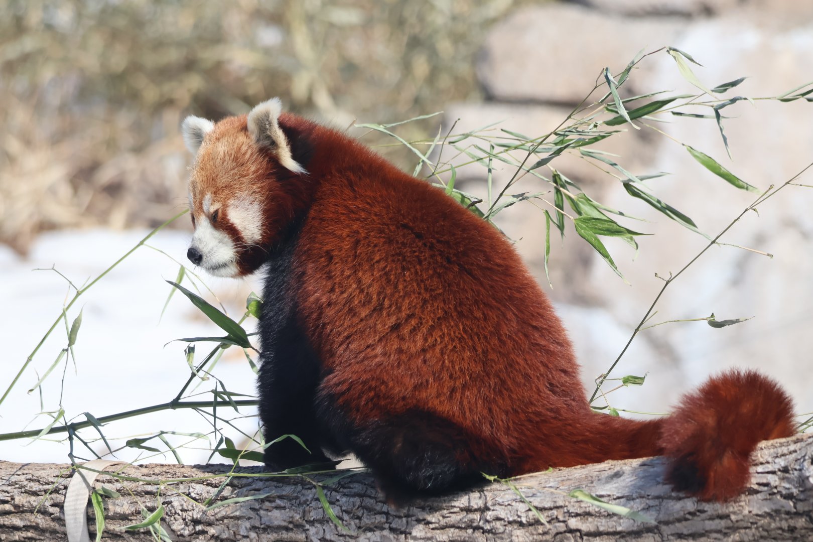 Red Panda