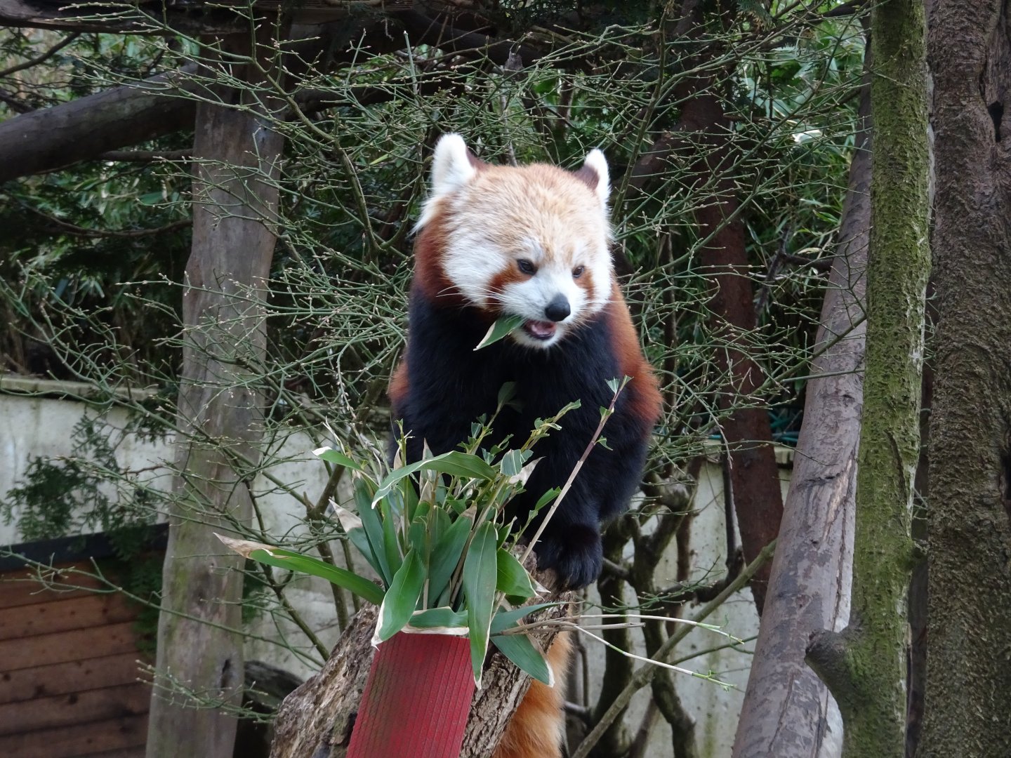 red panda