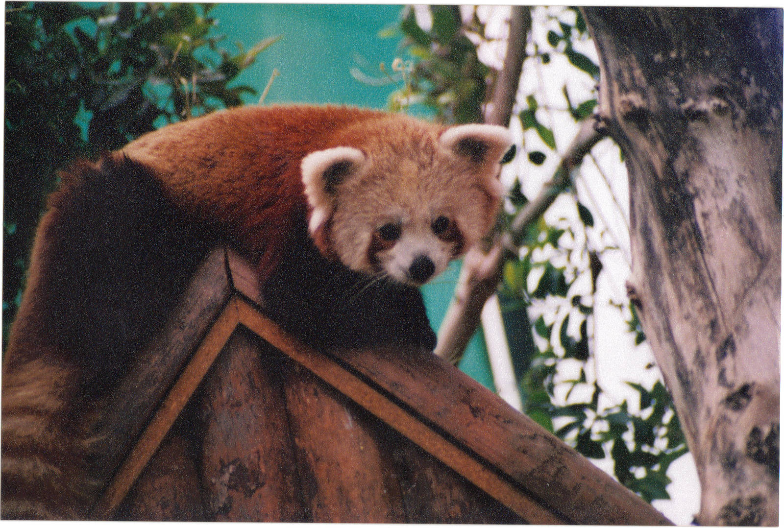 Red panda