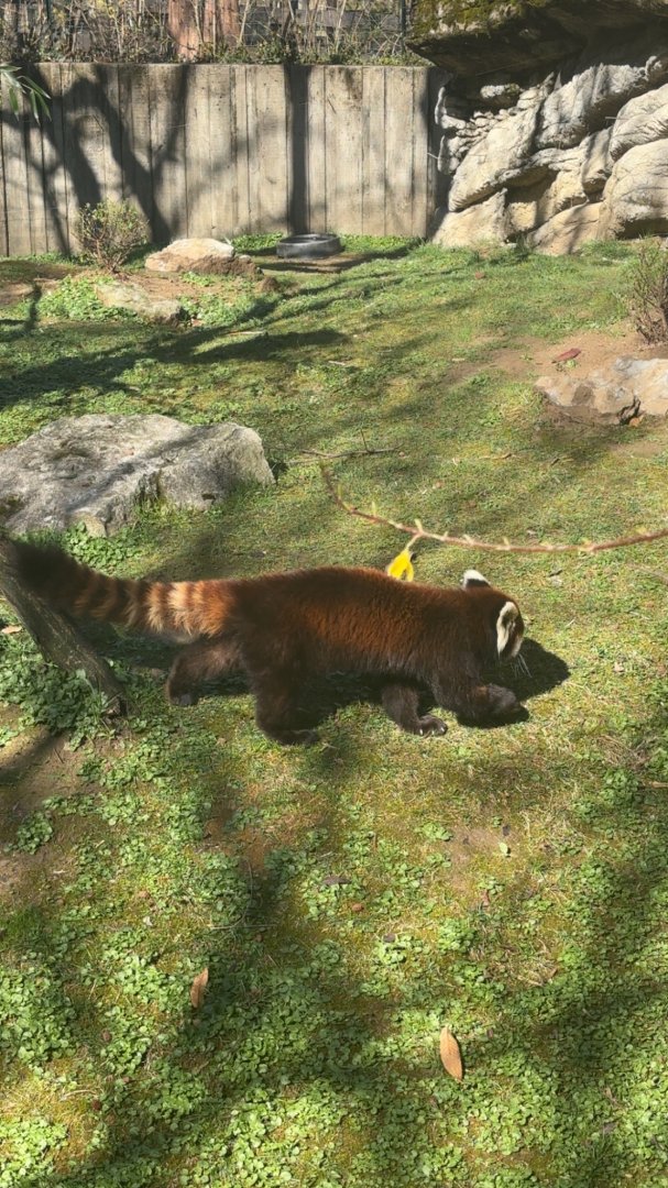 Red Panda