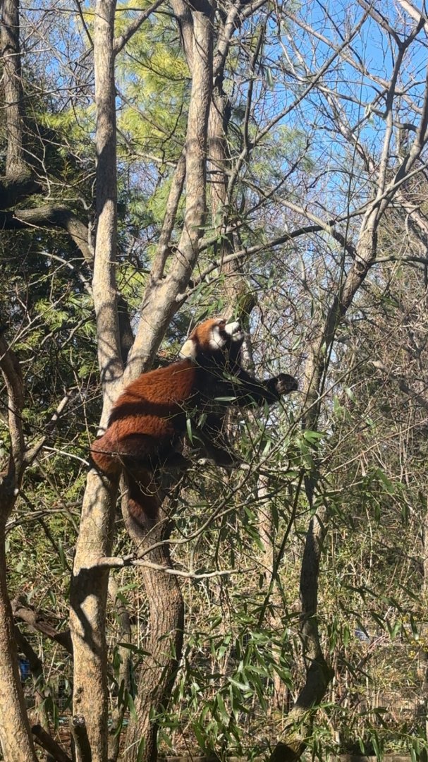 Red Panda