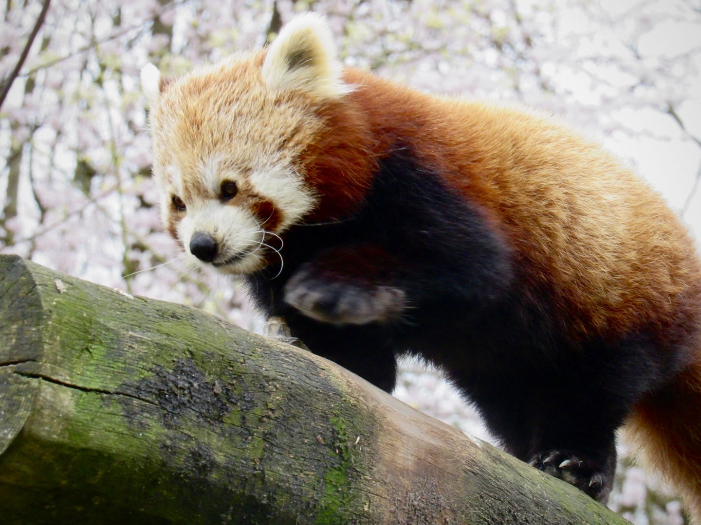 Red panda