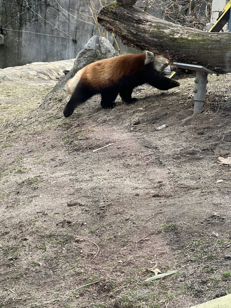 Red Panda