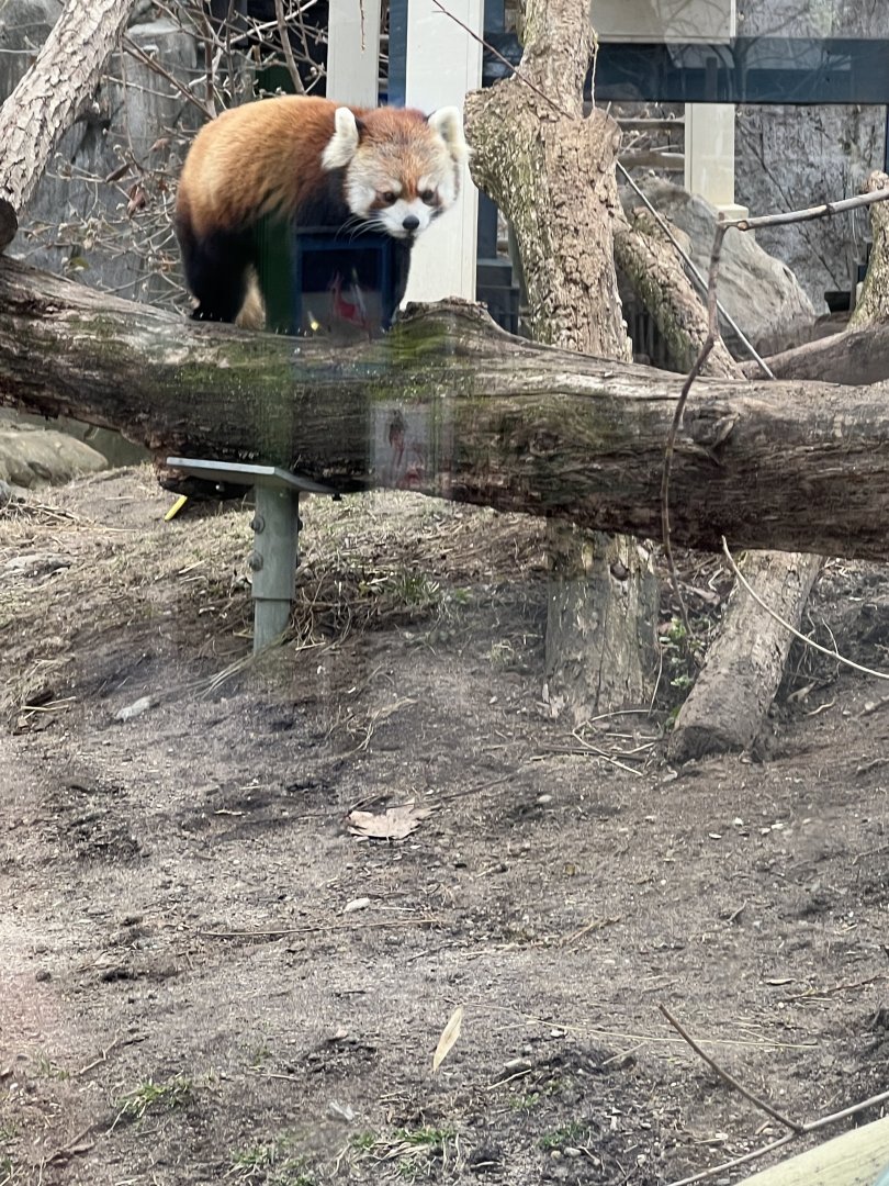 Red Panda