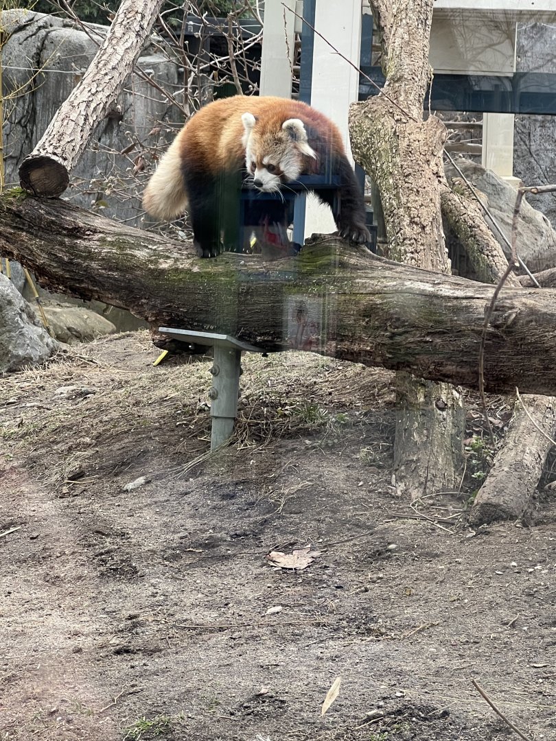 Red Panda